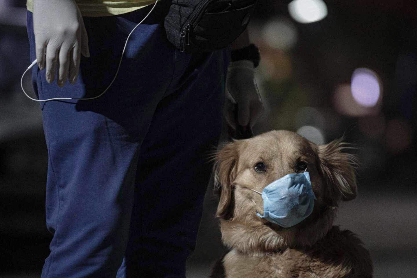Un perro con mascarilla en Líbano durante la pandemia de Covid.