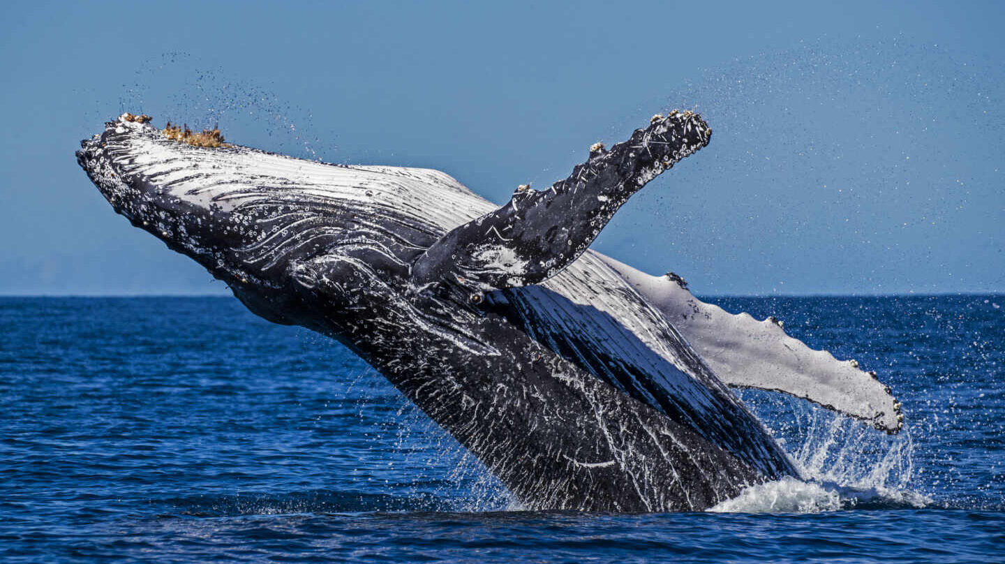 Una ballena jorobada rompe un arrecife en la Gran Barrera de Coral del Sur en su migración hacia el sur, Queensland, Australia