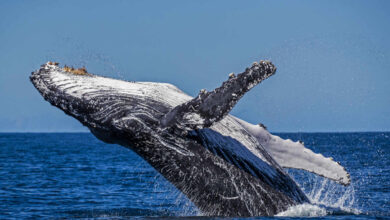 Se busca tratado global para salvar a los océanos