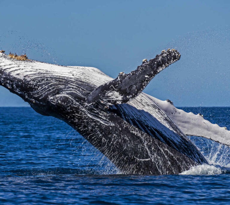 Se busca tratado global para salvar a los océanos