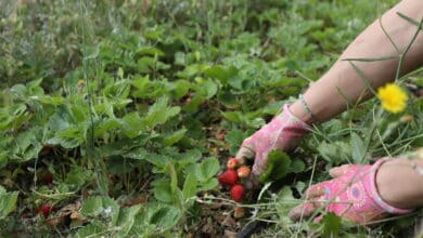 La reforma de los contratos temporales golpeará sobre todo a la agricultura, pesca y construcción