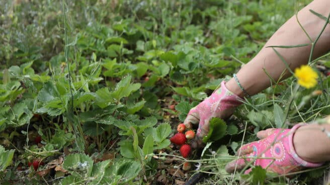 Una mujer recoge fresas en un huerto. Imagen de archivo