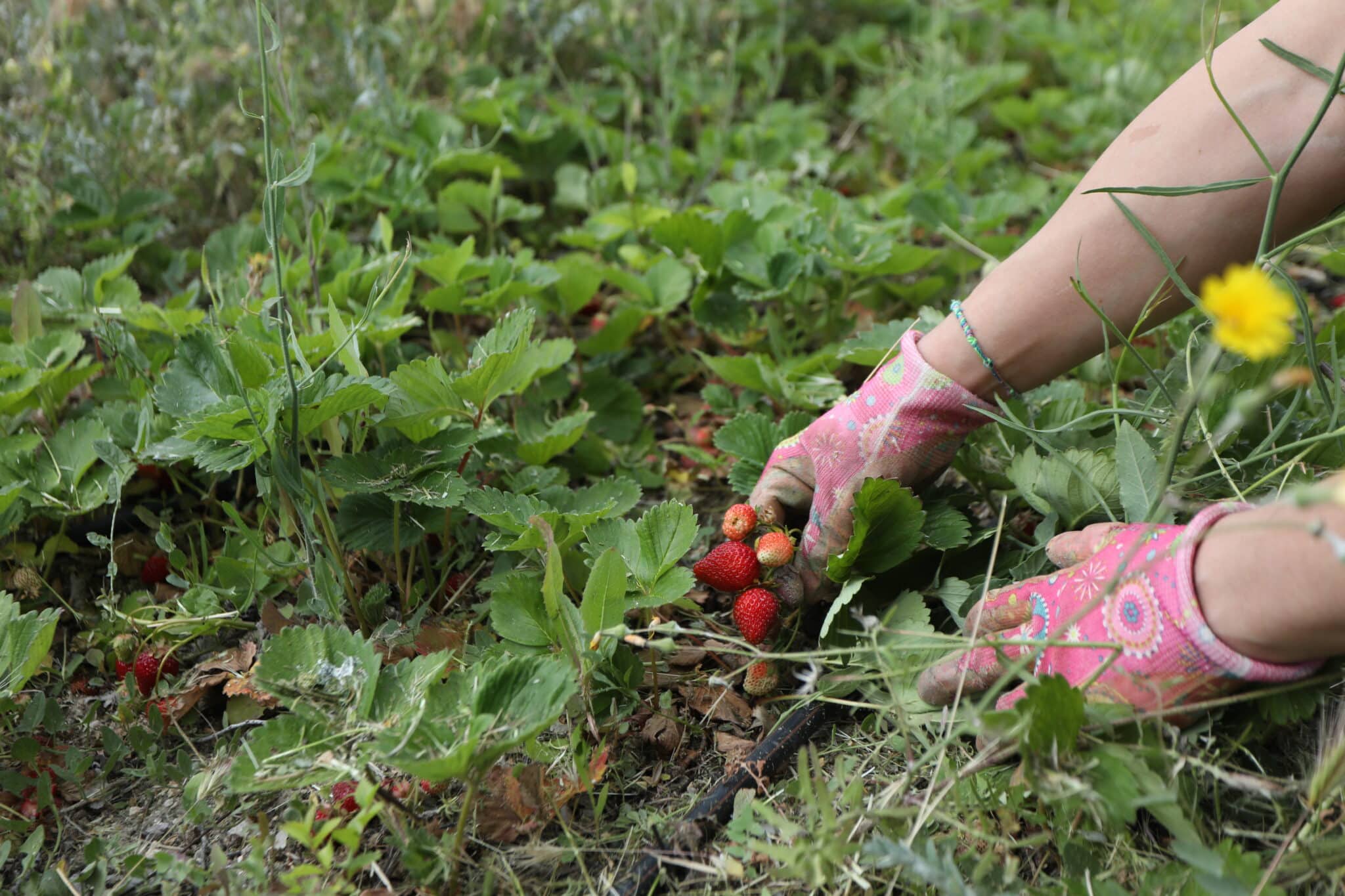 Una mujer recoge fresas en un huerto. Imagen de archivo