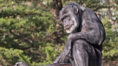 Muere a los 63 años Cobby, el chimpancé más anciano de EEUU