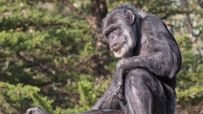 Muere a los 63 años Cobby, el chimpancé más anciano de EEUU Cobby