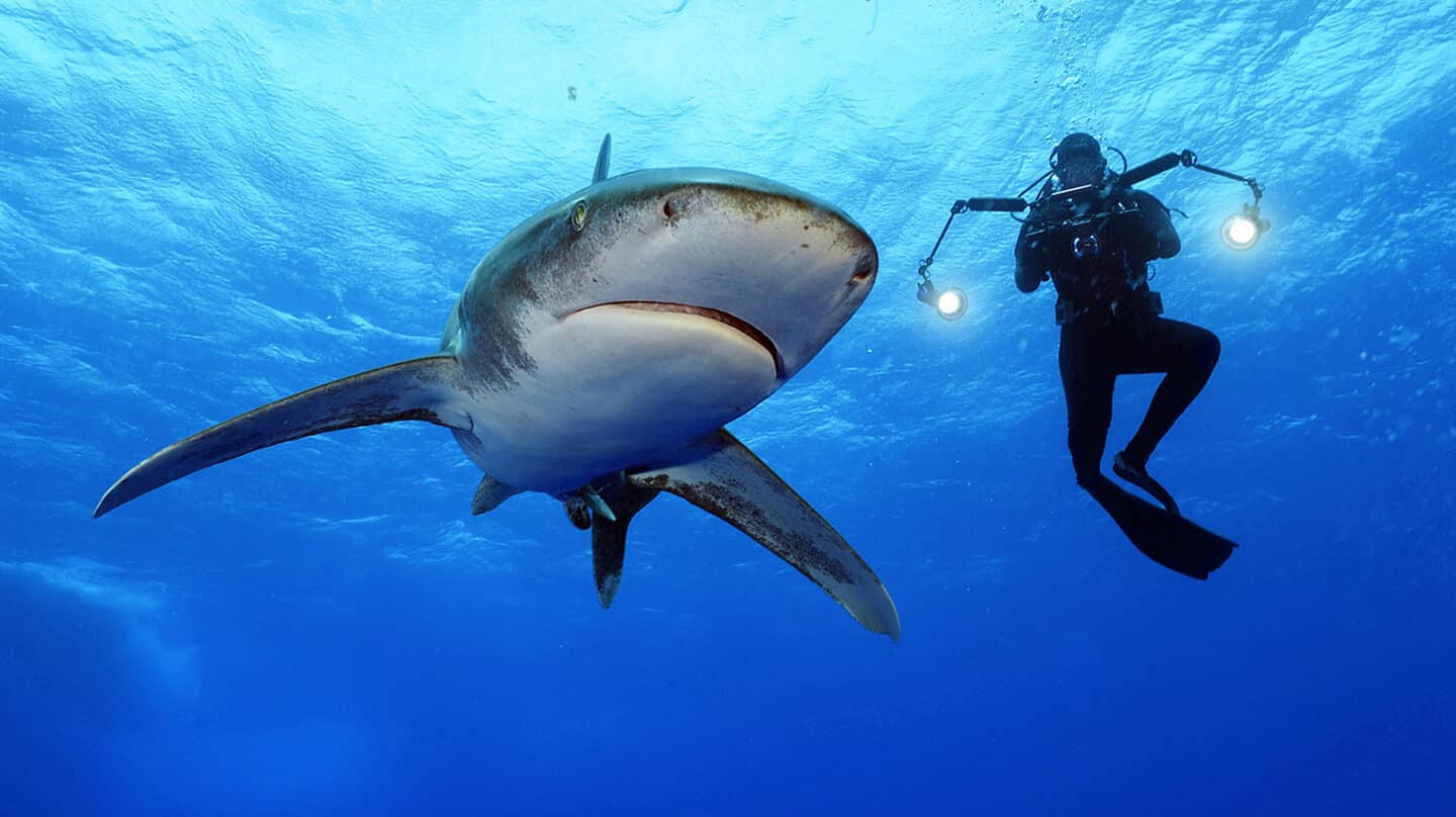 Brian Skerry nadando junto a un tiburón oceánico de puntas blancas