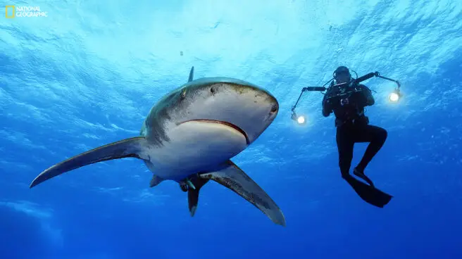 “Sharks” la exposición para adentrarse en el mundo de los tiburones de Brian Skerry
