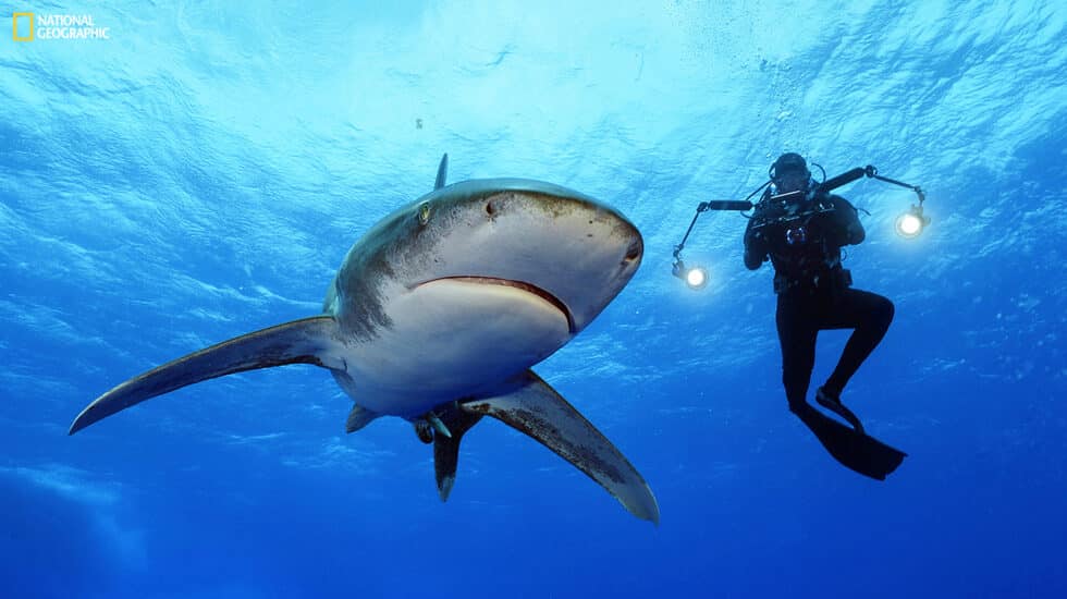 Brian Skerry nadando junto a un tiburón oceánico de puntas blancas