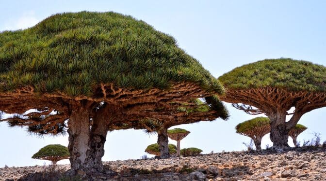 Dragos, uno de los árboles más singulares de Socotra. Rod Waddington