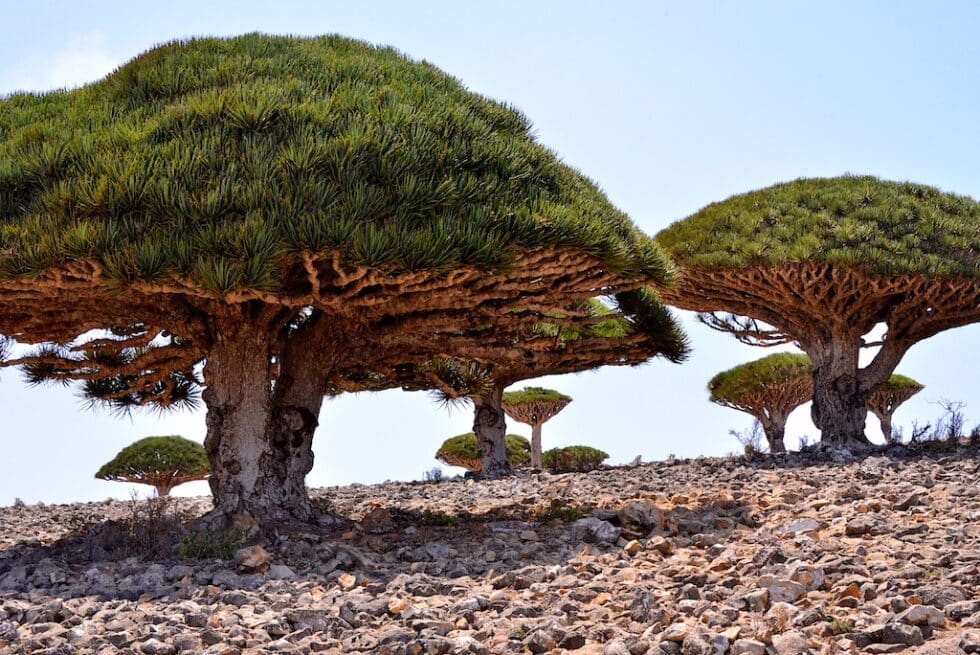 Dragos, uno de los árboles más singulares de Socotra. Rod Waddington