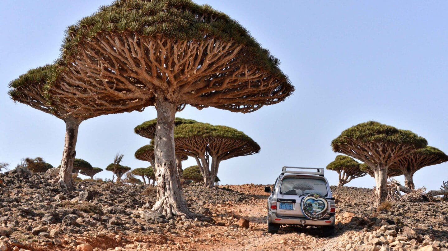 El árbol de la sangre de dragón es una de las especies autóctonas de Socotra