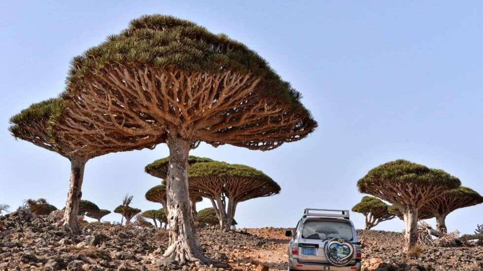 El árbol de la sangre de dragón es una de las especies autóctonas de Socotra