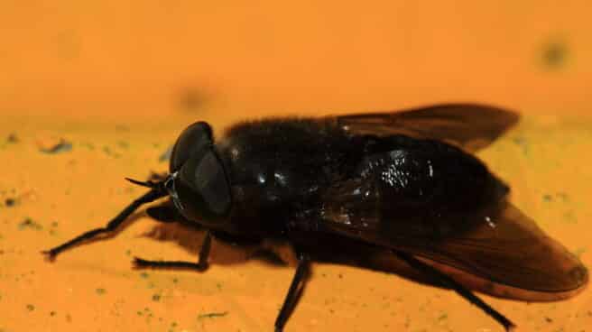 Mosca negra.