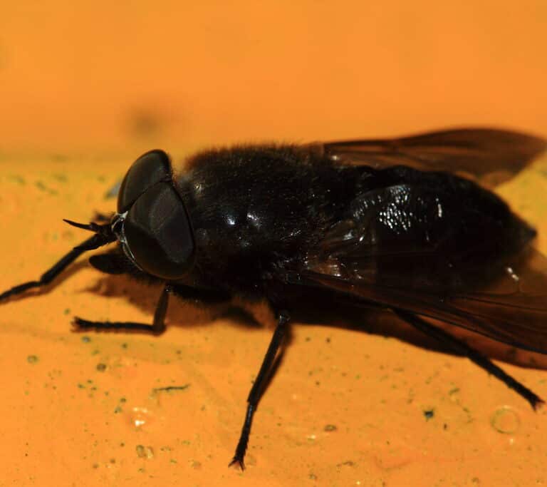 Mosca negra: vecinos de Madrid denuncian estar acribillados por las mordeduras