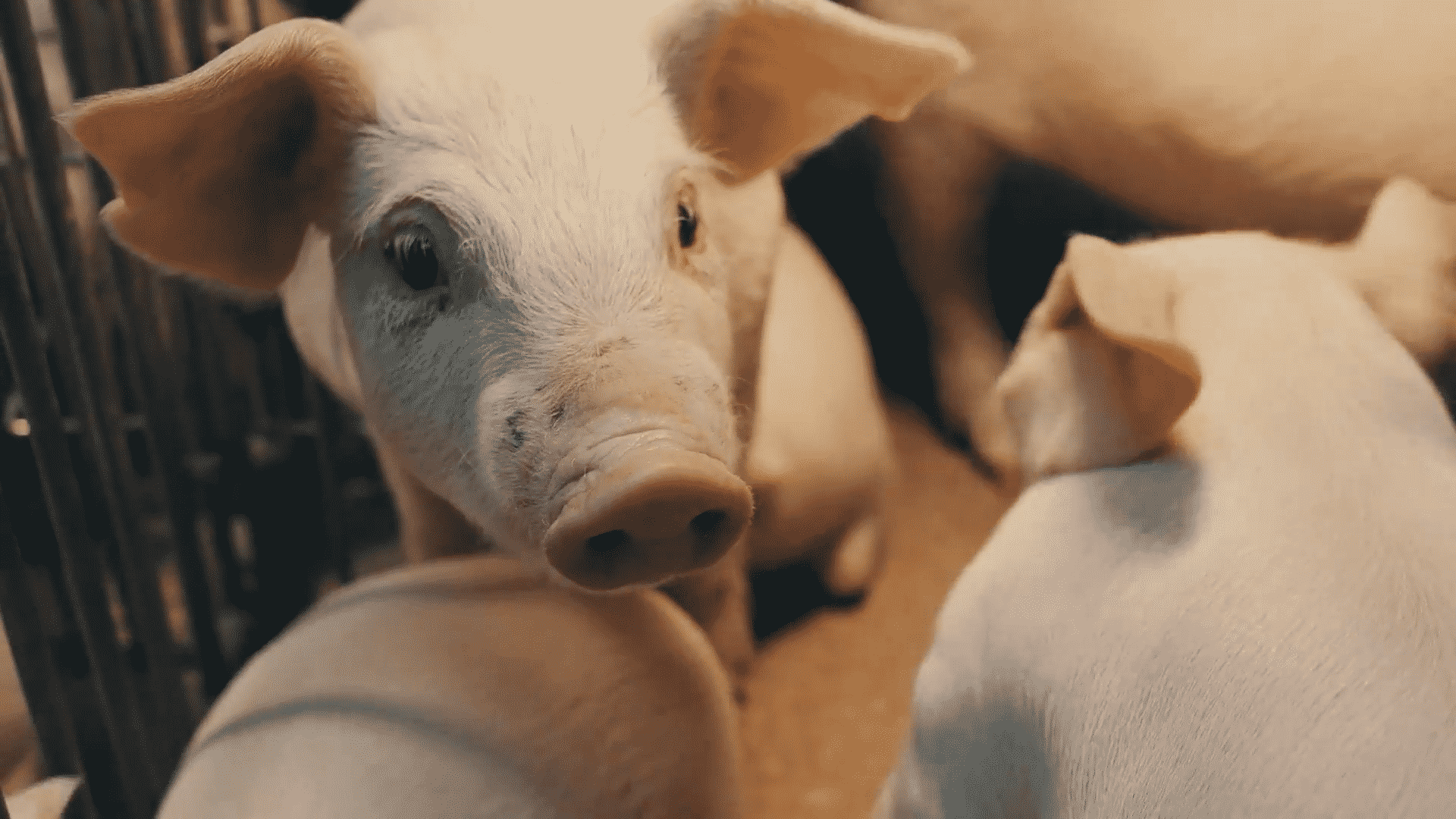 Imagen de un cerdo pequeño en una explotación ganadera.