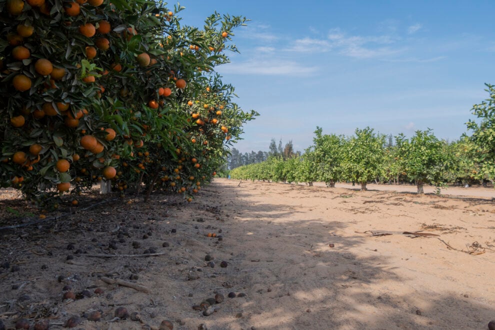 Campo de cítricos en el desierto que separa El Cairo de Alejandría