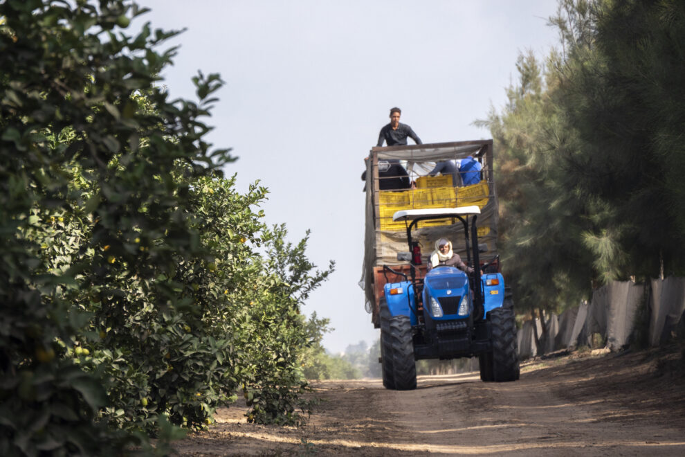 Jornaleros a bordo de un tractor en la recolección de cítricos al norte de El Cairo