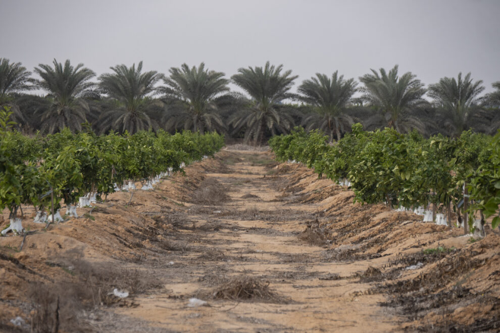 Plantaciones de cítricos en pleno desierto, en Egipto