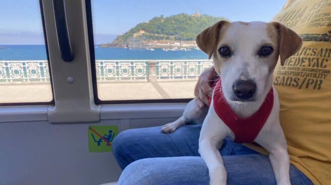 Pipper en el bus urbano de Donostia