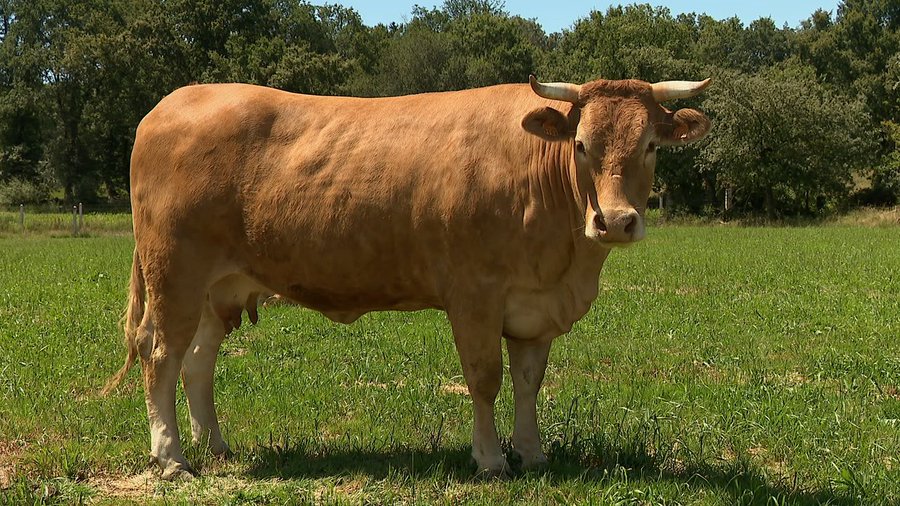 Teixa, de Corgo (Lugo), vencedora del certamen Miss Vaca 2021.