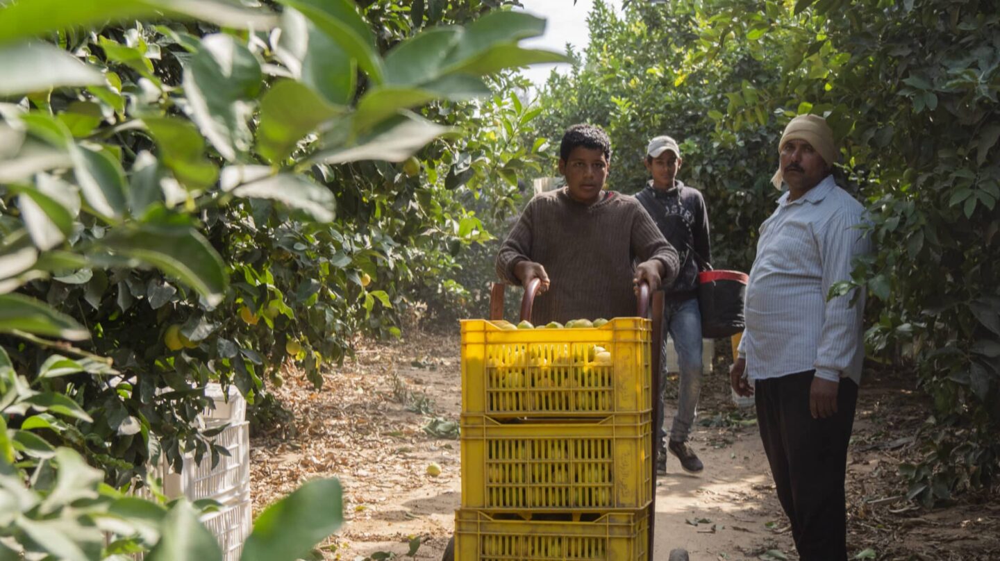 Trabajadores en la recolección de cítricos en el desierto egipcio