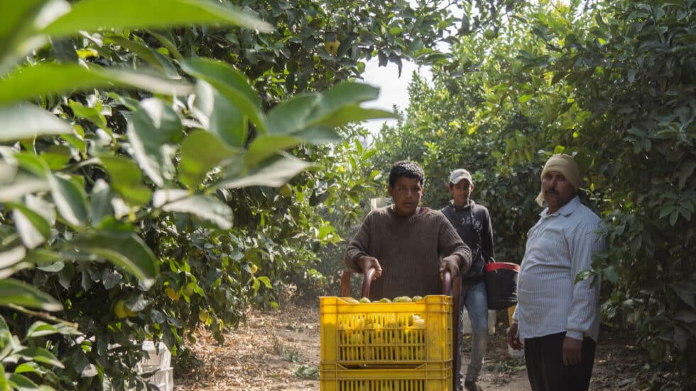 Trabajadores en la recolección de cítricos en el desierto egipcio