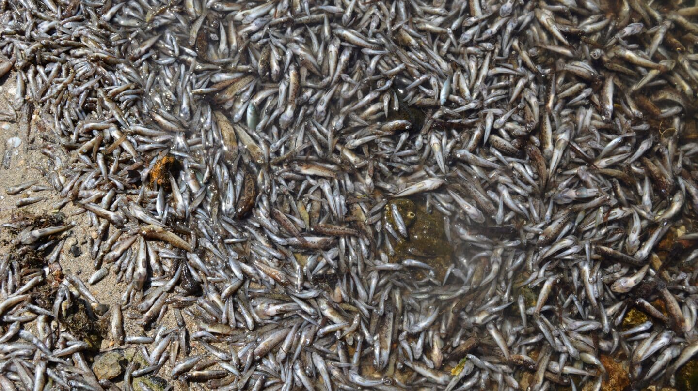 Peces y crustáceos hallados muertos en el Mar Menor.