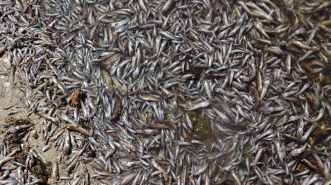 Peces y crustáceos hallados muertos en el Mar Menor.