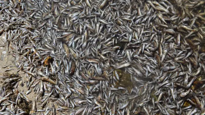 La semana negra en el Mar Menor termina con 15 toneladas de peces muertos