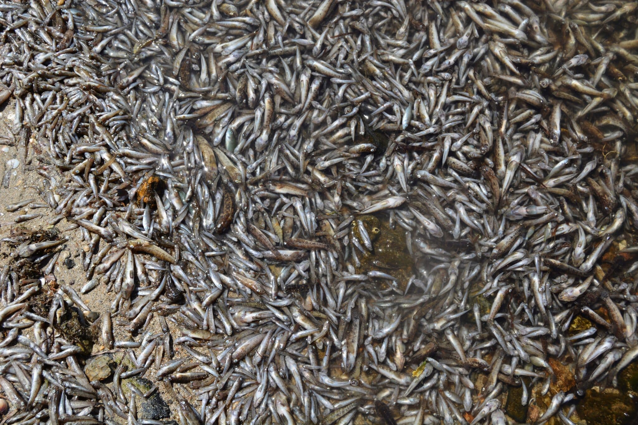 Peces y crustáceos hallados muertos en el Mar Menor.