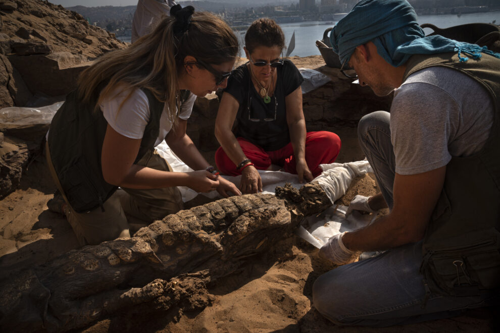 Miembros del equipo de Qubbet el Hawa con un cocodrilo momificado hallado en la excavación