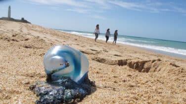 La llegada de medusas complica el baño en las playas de Málaga