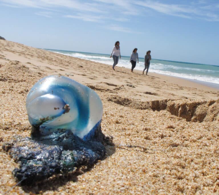 La llegada de medusas complica el baño en las playas de Málaga