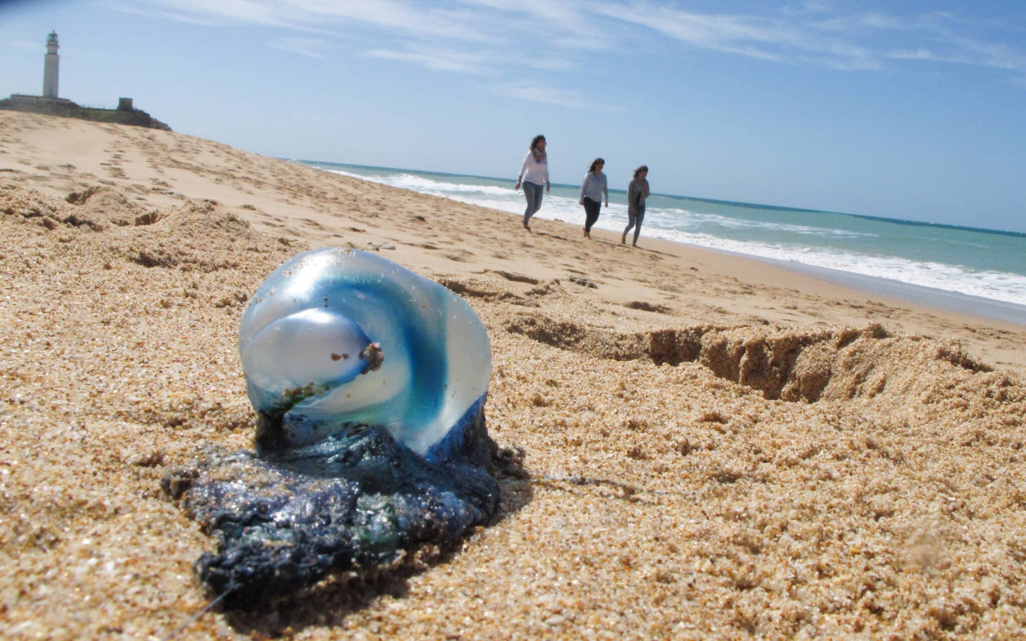 La llegada de medusas complica el baño en las playas de Málaga
