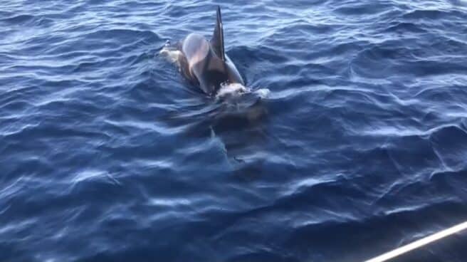 Ataque de una orca en el Estrecho de Gibraltar. Ataque de una orca en el Estrecho de Gibraltar.