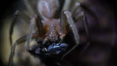 La picadura de una araña provoca la pérdida de dos dedos de un turista en Ibiza