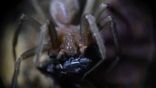 Araña violinista