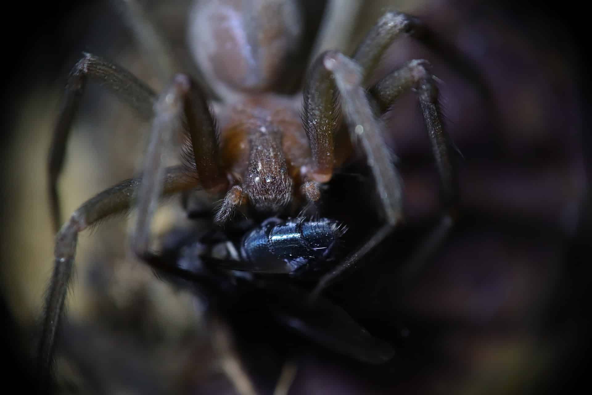 Araña violinista