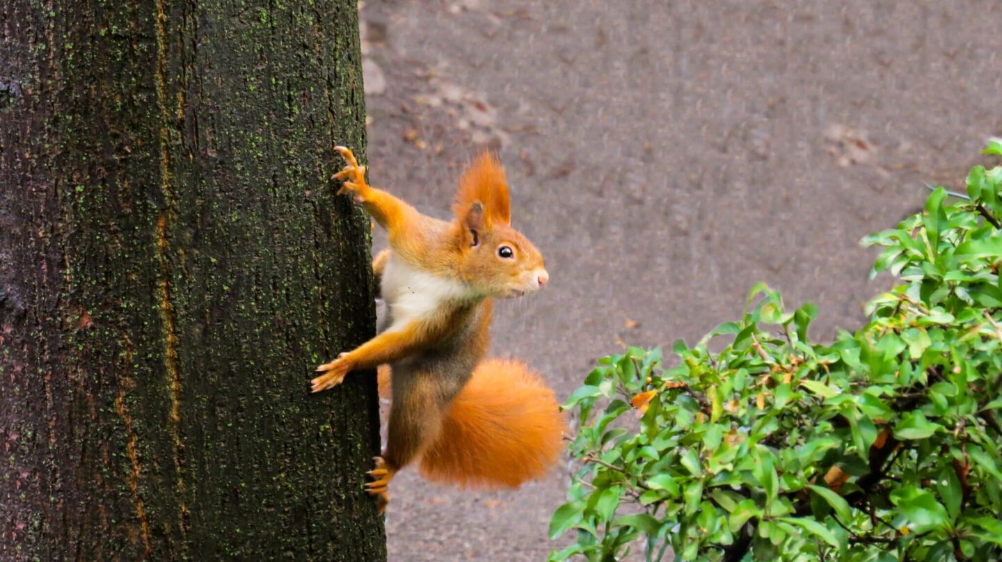 Ardilla roja en un arbol