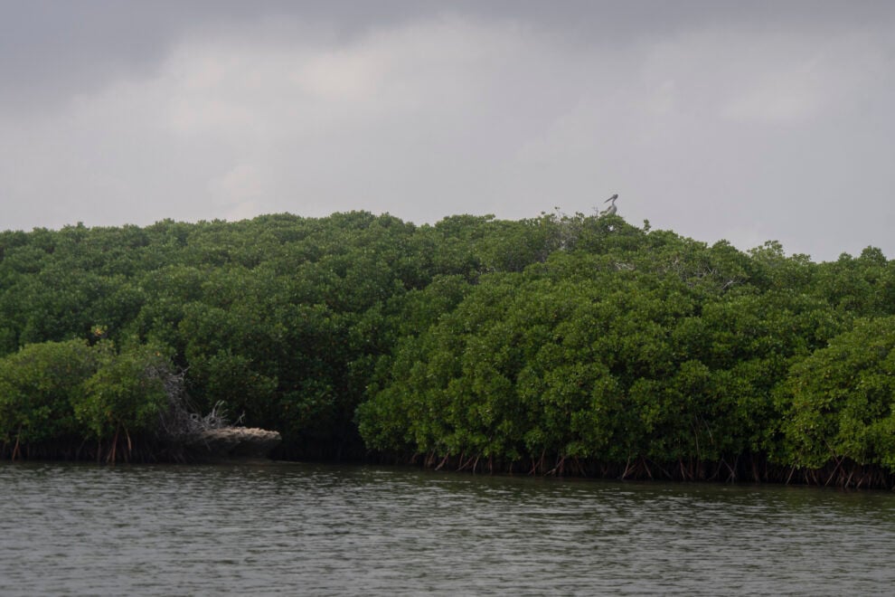 Manglares de la isla de Farasan, los mejor conservados del mar Rojo