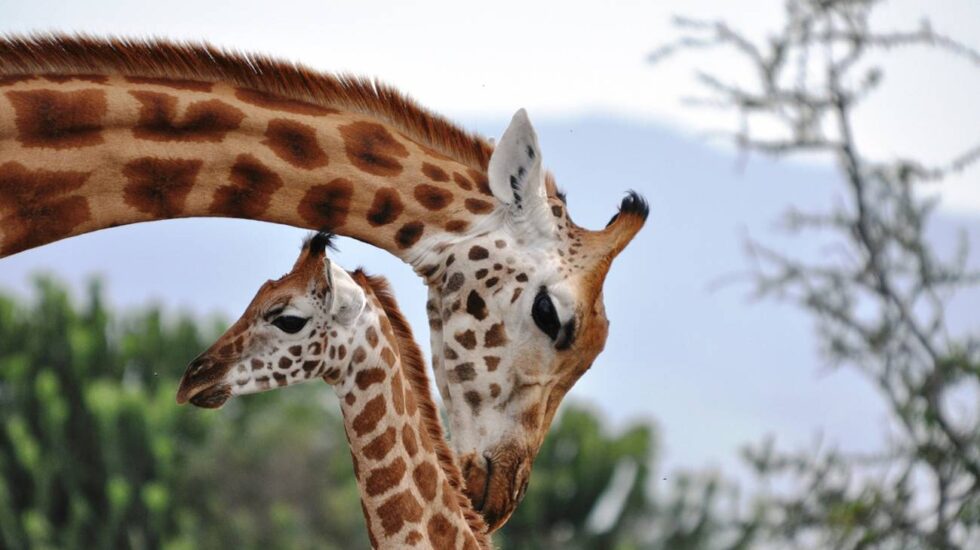 Una jirafa con su cría.