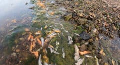 Cierran ocho playas del Mar Menor de Cartagena por la aparición de peces muertos