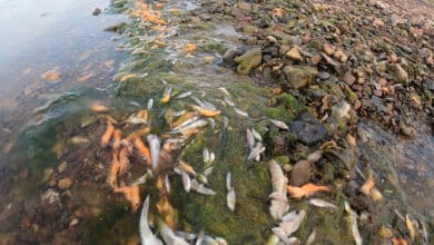 Las playas del Mar Menor se llenan, de nuevo, de miles de peces muertos