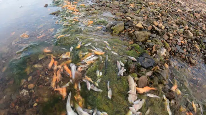 Cierran ocho playas del Mar Menor de Cartagena por la aparición de peces muertos