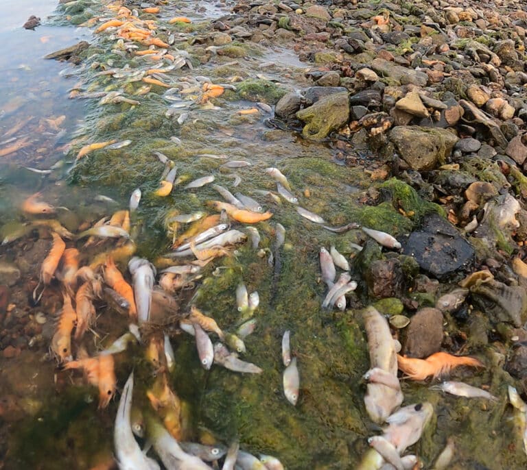 Las playas del Mar Menor se llenan, de nuevo, de miles de peces muertos
