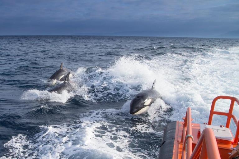 El Ministerio de Transportes limita la navegación de veleros de hasta 15 metros en Barbate para evitar las orcas