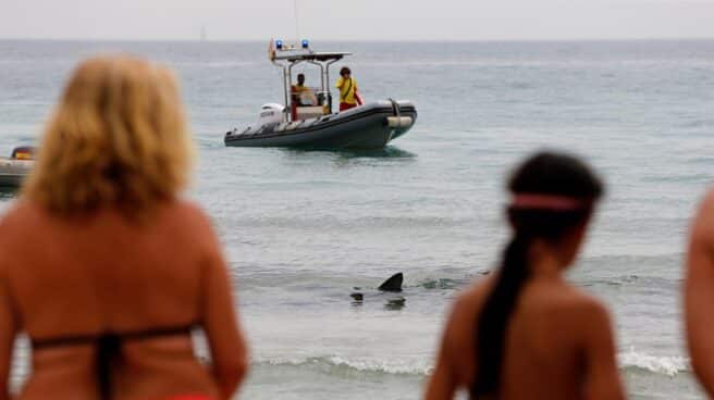 Bañistas miran curiosos hacia la orilla de la playa de Poniente, donde se halla un tiburón azul