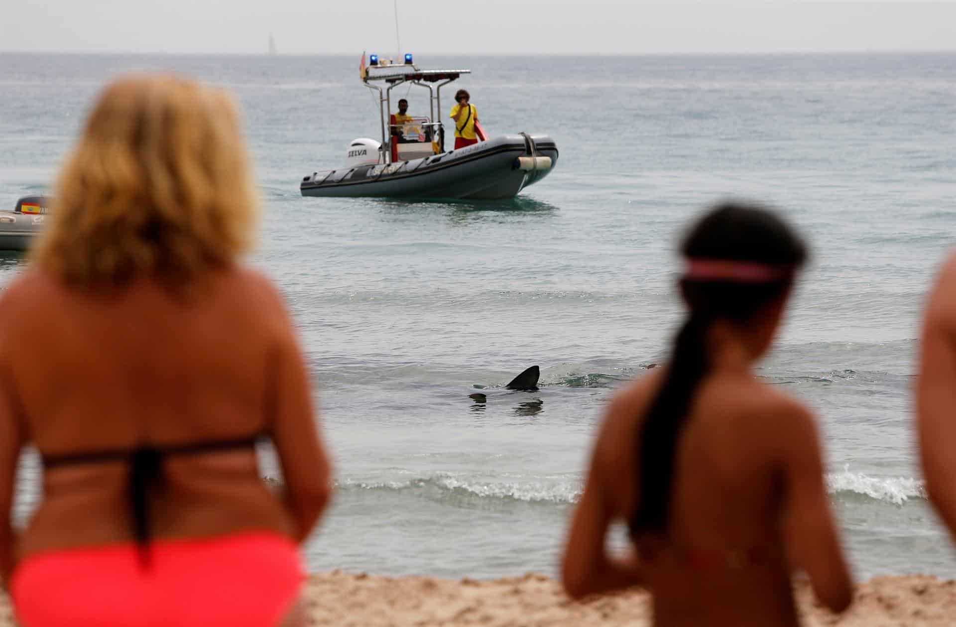 Bañistas miran curiosos hacia la orilla de la playa de Poniente, donde se halla un tiburón azul
