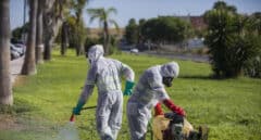 Ingresada una persona de Sevilla infectada de Virus del Nilo