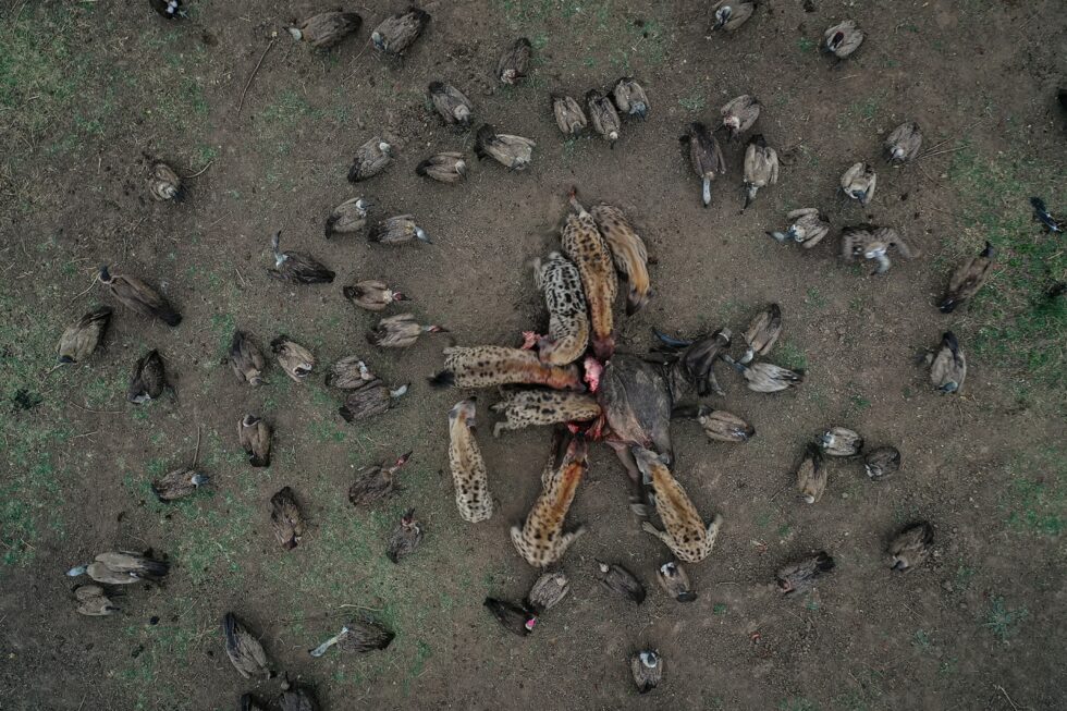 Comida rápida, así se titula esta foto de Igor Altuna en la se ve a un grupo de hienas y de buitres que rodean a un búfalo que han abandonado dos leones tras darse un festín.